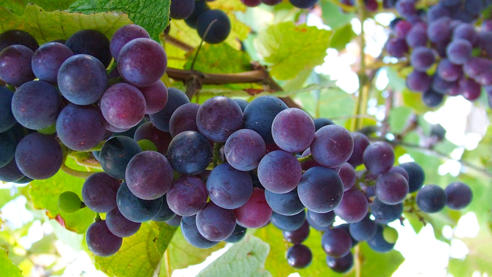 uva Cantine di Mezzaluna