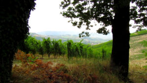 Cantine di Mezzaluna