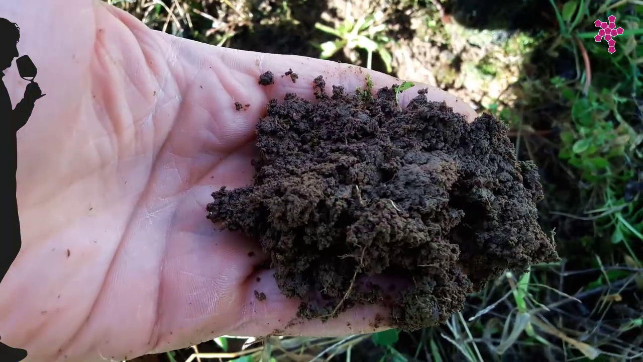 come individuare la giusta concimazione del vigneto