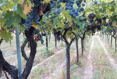 Nero di Troia Cooperativa Vino Nuovo